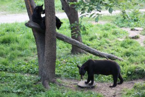The nursing mom's (bottom right) were so slim in comparison to the males