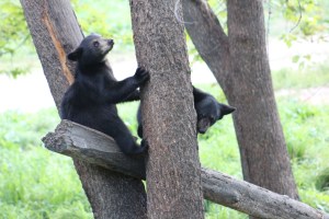 The first thing the mom's teach the babies is how to climb a tree and when they growl the babies go up fast