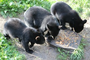 The little guys were good sharers