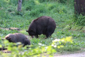 They even had a three legged bear (missing the front left leg)