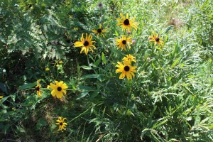 Pretty flowers outside