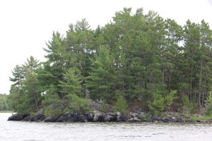 Loved the complex forests on the islands with many types of trees