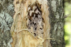 The grubs are in inside the tree in the warren. Lee took this pic