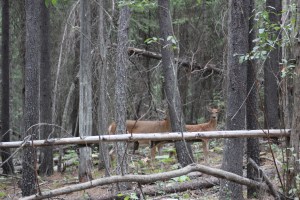 Another pair in the woods