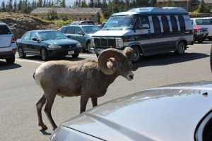 I was standing on the near side of that car hood