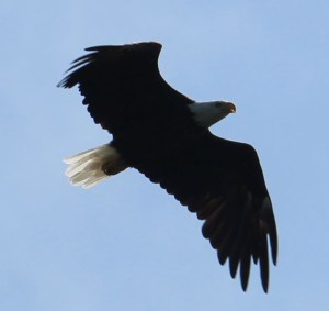 My best eagle pic
