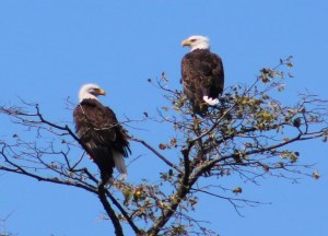 Lee got this amazing shot of two eagles