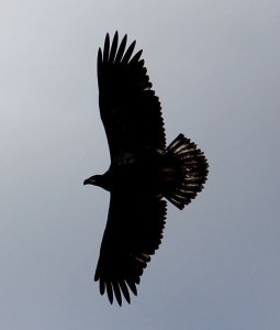 This was my shot of a juvenile with the sun coming through it's wings