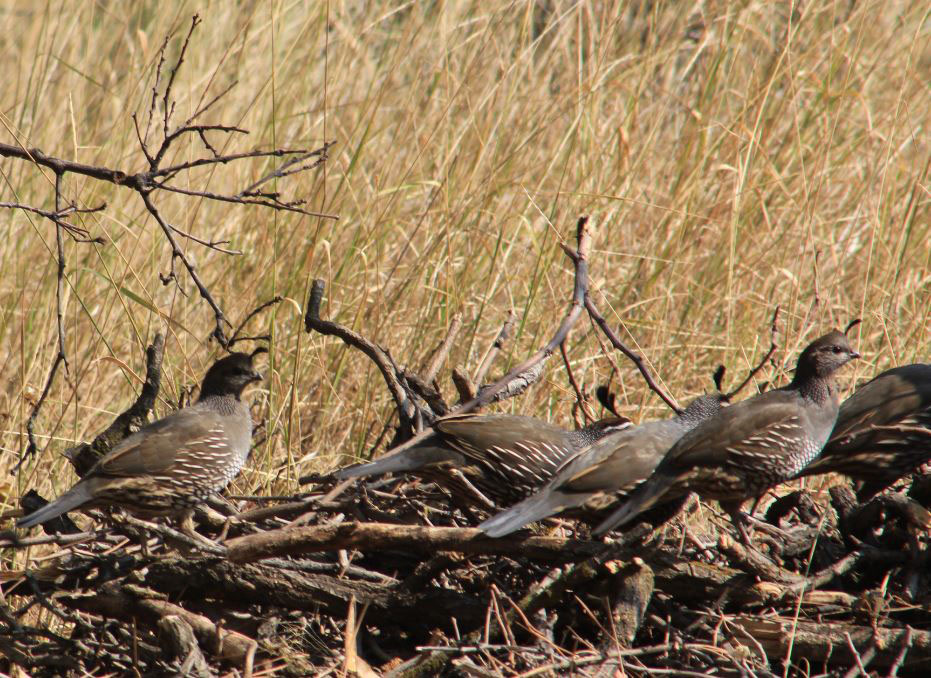 Covey of California Quail