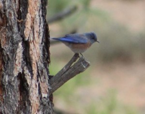 Western Bluebird