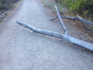 The limbs are bigger than they look and heavy wood. I couldn't lift one. Lee could but there was no where to push it to