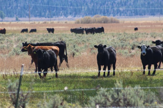 These guys kept fallowing us. Not sure what they were looking for us to do but was pretty annoying