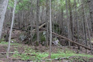 Avalanches cause these trees to fall every year