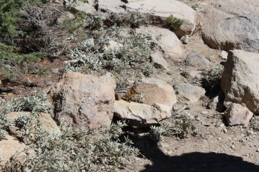 Chipmunk catches site of Lee