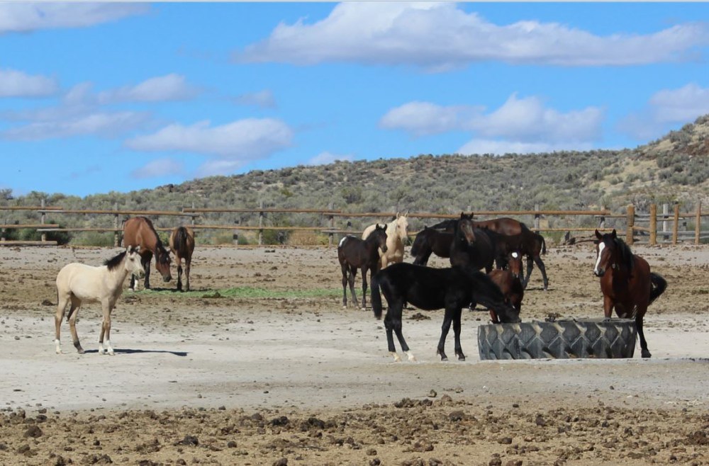 The mares and babies were in a separate pen...the babies were more curious but the moms were having none of it. MAkes sense since they are the most vulnerable in a wilderness situation