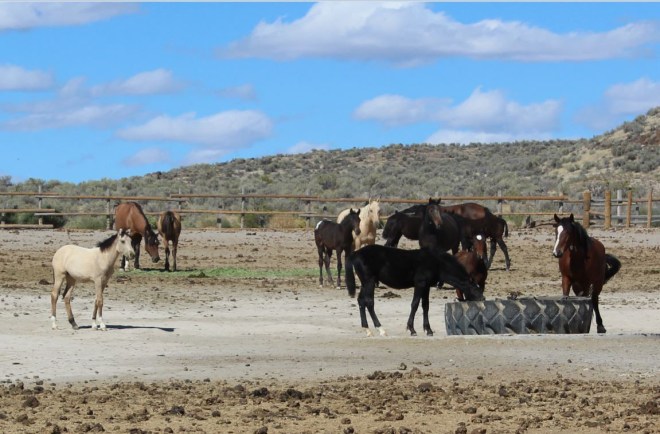 The mares and babies were in a separate pen...the babies were more curious but the moms were having none of it. MAkes sense since they are the most vulnerable in a wilderness situation