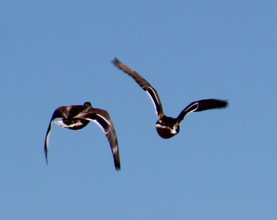 Anyone know what kind of ducks these are??