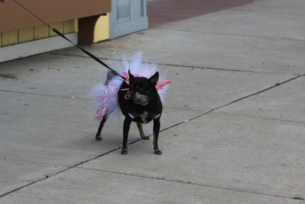 They had a dog costume contest also