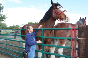 Beautiful Draft horses at the Celtic Fair