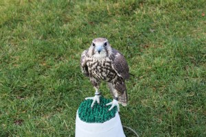 Really neat getting so close to them