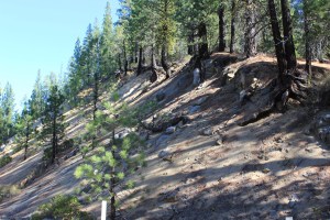 These trees were amazing hanging onto this hillside