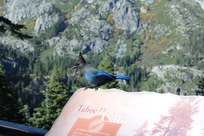 This Jay posed for us. He was begging treats