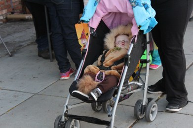 A lion taking a snooze