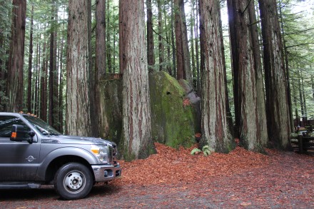 To give you some scope of the size check out our truck next to that stump
