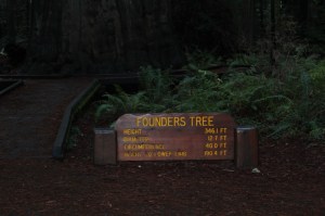 Stats for the Founders tree