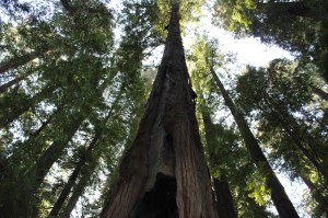 It's amazing that these can have such large holes in them and still be alive