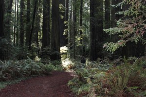 Beautiful walk through the path