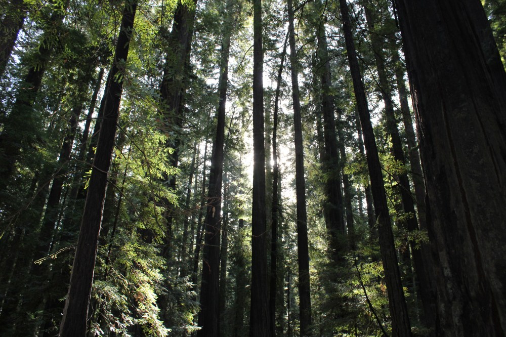 The trees are so tall they have three different climates and the needles at the top are different than the bottom because the air is much dryer