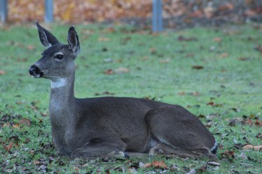 They let Lee get pretty close