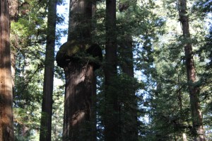 Some of the pictures have burl sprouts growing on them. A seed can germinat in one of these sprouts and if the tree falls can use the mature root system of th tree for nutrients and stability