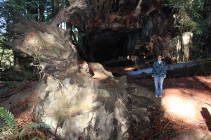 This tree was as large as a cave