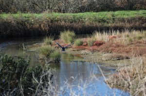 Caught this bird in flight