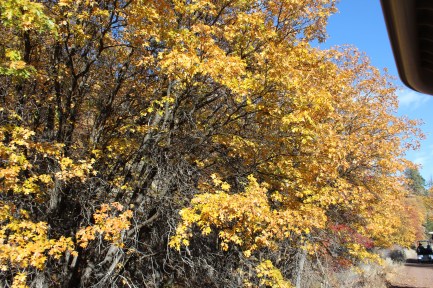 So glad there was still so much color