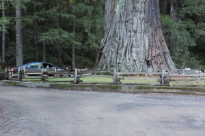 Chandelier tree was one of the drive through trees