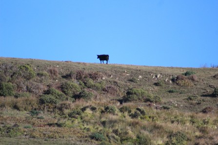 And there were cows grazing on the hills behind the beacj