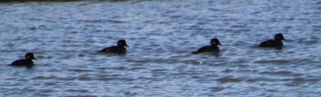 This bufflehead was a first for me
