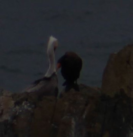 Pretty sure this was my first Black Oystercatcheer