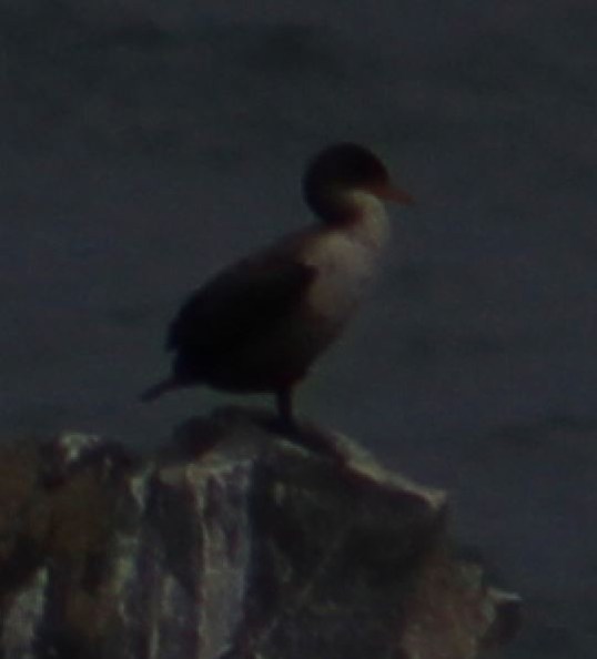 and I think this was a Western Grebe