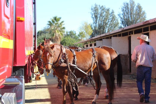 Beautiful horses pulled it