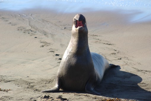 They were making the most amazing noises