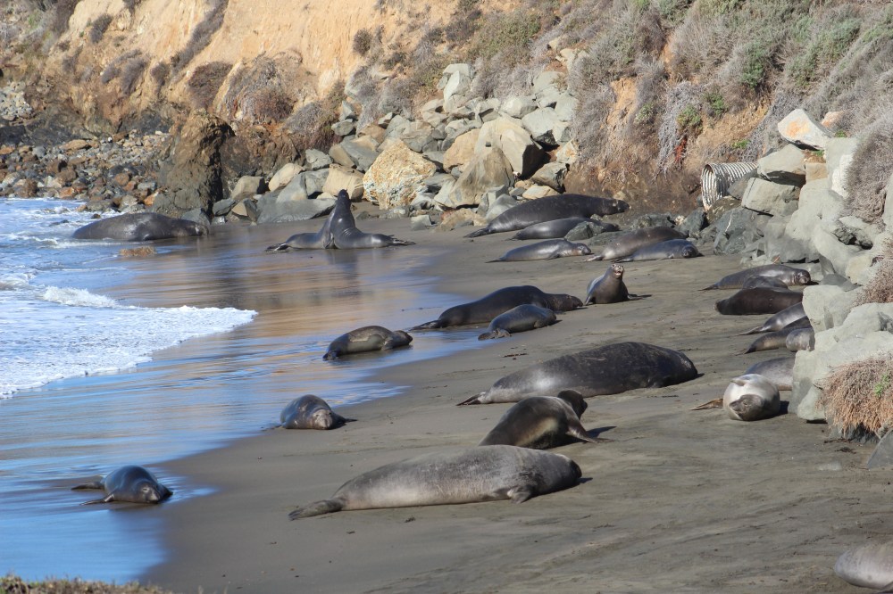 So many elephant seals!
