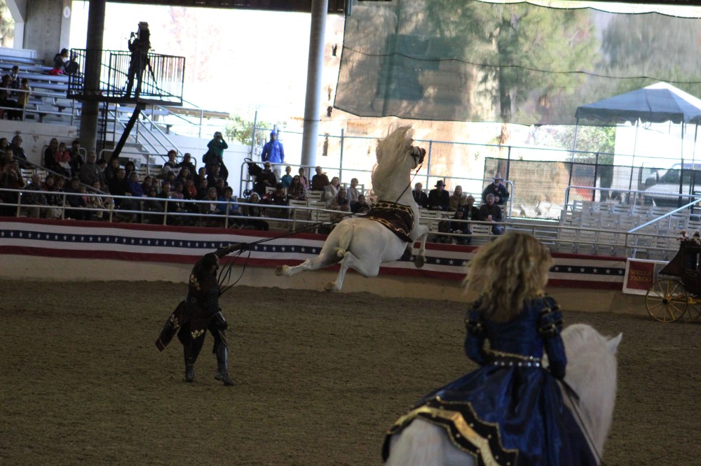 This horse was taught to jump completely in the air and I got the shot!!