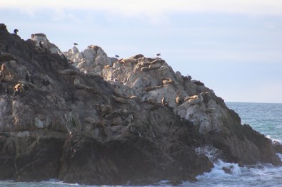 This rock was covered with seals