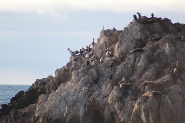 Hard to get good views though