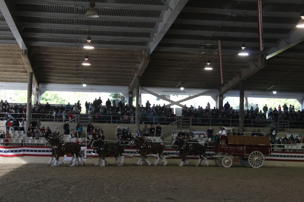 The Budweiser team came at the end and was a huge hit. The horse are selected by size (smallest in the front) for their position in the team. The front horses need to be more manueverable and the back horses more powerful, which I did not know