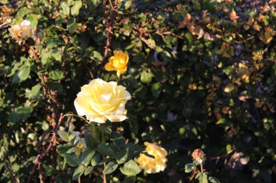 The roses were still in bloom despite the chilly weather